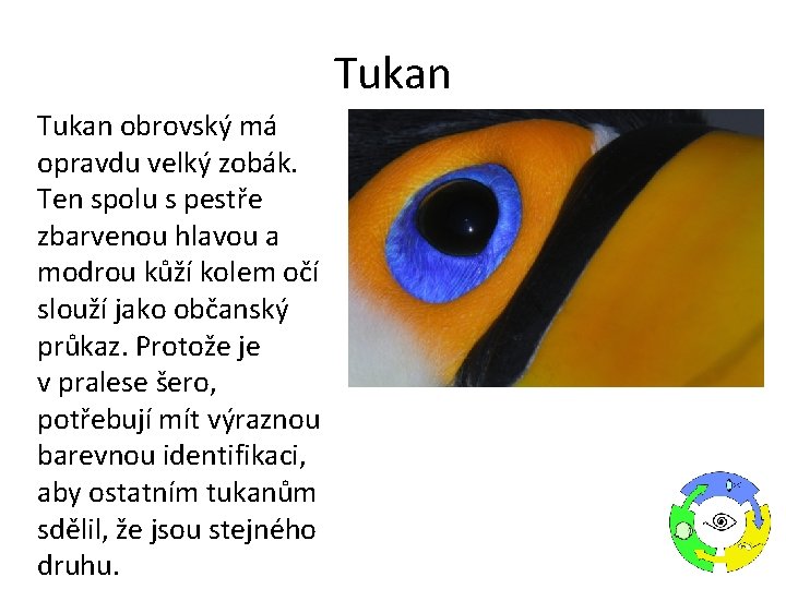 Tukan obrovský má opravdu velký zobák. Ten spolu s pestře zbarvenou hlavou a modrou Tukan obrovský má opravdu velký zobák. Ten spolu s pestře zbarvenou hlavou a modrou
