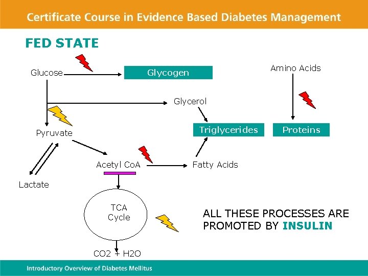 INTRODUCTION TO DIABETES MELLITUS BASIC CONCEPTS WHAT IS