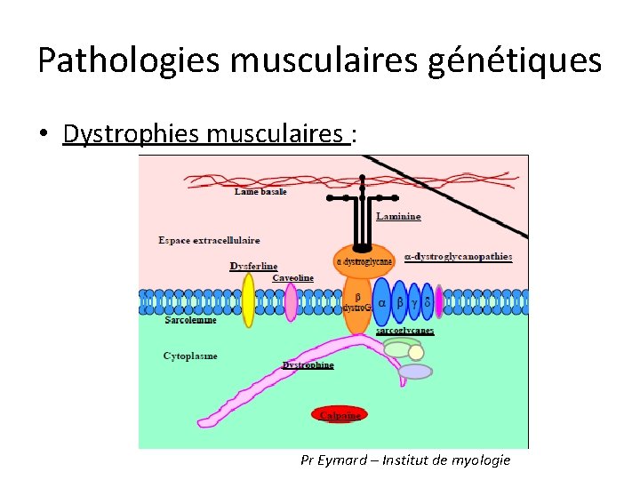 Pathologies musculaires génétiques • Dystrophies musculaires : Pr Eymard – Institut de myologie 