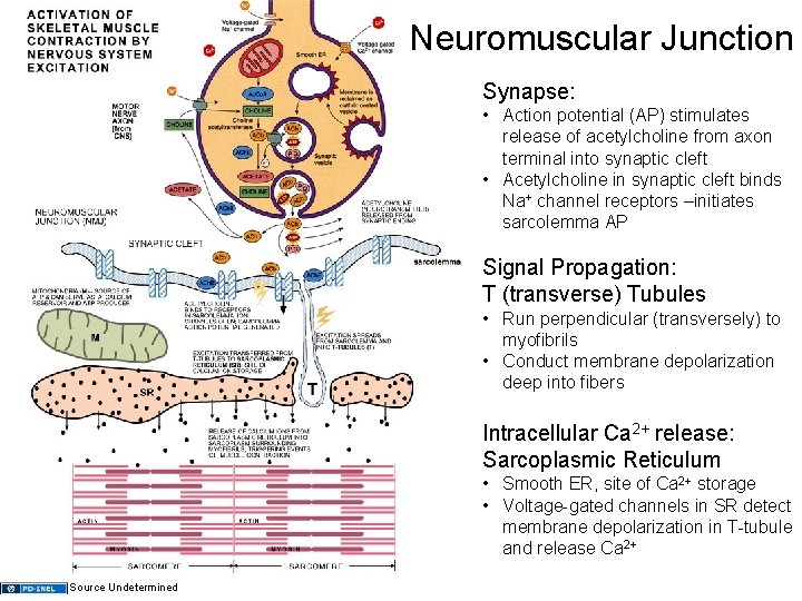 Neuromuscular Junction Synapse: • Action potential (AP) stimulates release of acetylcholine from axon terminal Neuromuscular Junction Synapse: • Action potential (AP) stimulates release of acetylcholine from axon terminal