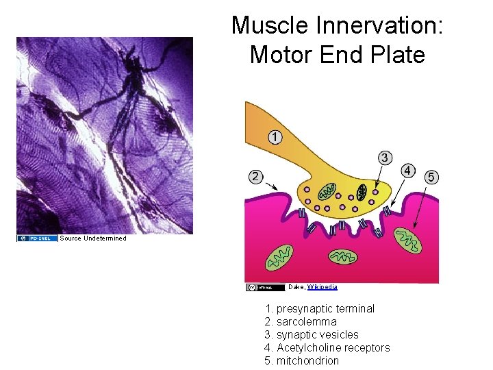 Muscle Innervation: Motor End Plate Source Undetermined Dake, Wikipedia 1. presynaptic terminal 2. sarcolemma