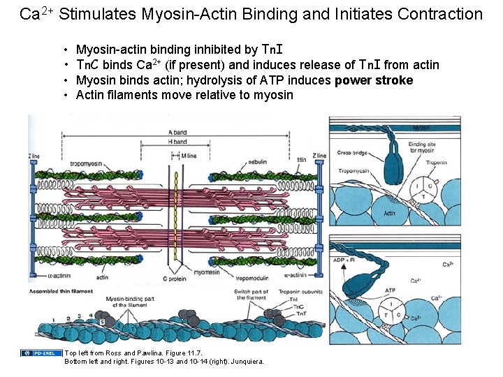 Ca 2+ Stimulates Myosin-Actin Binding and Initiates Contraction • • Myosin-actin binding inhibited by Ca 2+ Stimulates Myosin-Actin Binding and Initiates Contraction • • Myosin-actin binding inhibited by