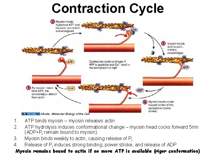 Contraction Cycle 2 3 1 4 Alberts. Molecular Biology of the Cell. 1. 2.