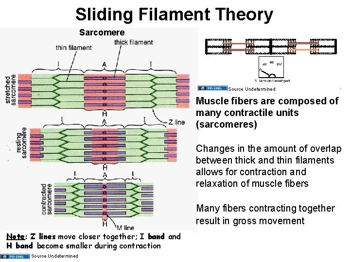 Sliding Filament Theory Sarcomere Source Undetermined Muscle fibers are composed of many contractile units Sliding Filament Theory Sarcomere Source Undetermined Muscle fibers are composed of many contractile units