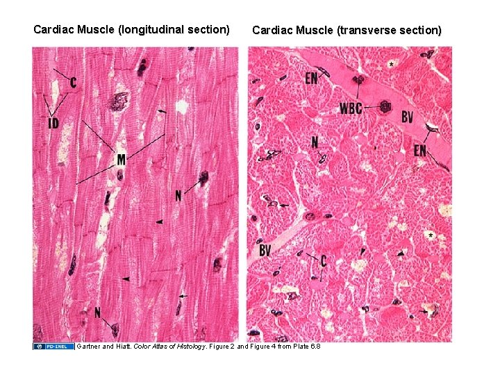 Cardiac Muscle (longitudinal section) Cardiac Muscle (transverse section) Gartner and Hiatt. Color Atlas of