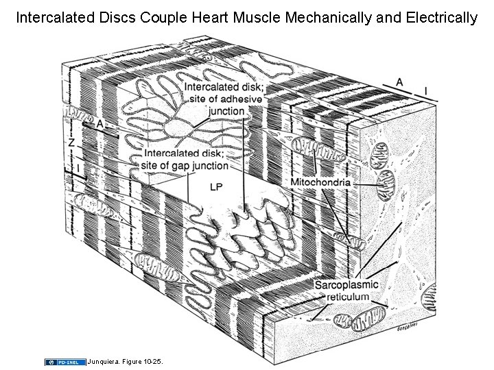Intercalated Discs Couple Heart Muscle Mechanically and Electrically Junquiera. Figure 10 -25. 