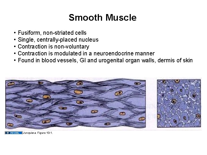 Smooth Muscle • • • Fusiform, non-striated cells Single, centrally-placed nucleus Contraction is non-voluntary