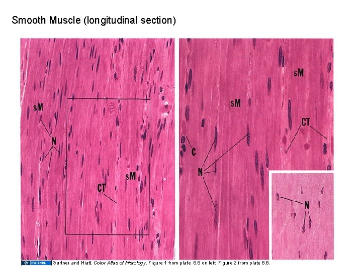 Smooth Muscle (longitudinal section) Gartner and Hiatt. Color Atlas of Histology. Figure 1 from