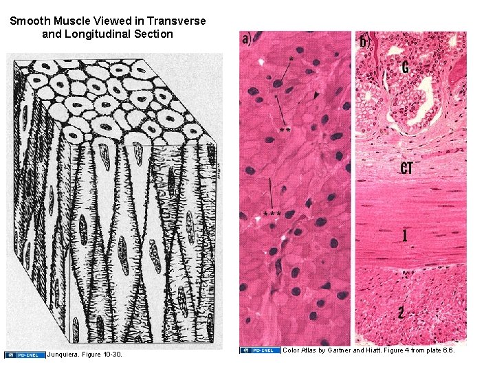 Smooth Muscle Viewed in Transverse and Longitudinal Section Junquiera. Figure 10 -30. Color Atlas Smooth Muscle Viewed in Transverse and Longitudinal Section Junquiera. Figure 10 -30. Color Atlas