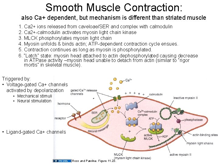 Smooth Muscle Contraction: also Ca+ dependent, but mechanism is different than striated muscle 1.