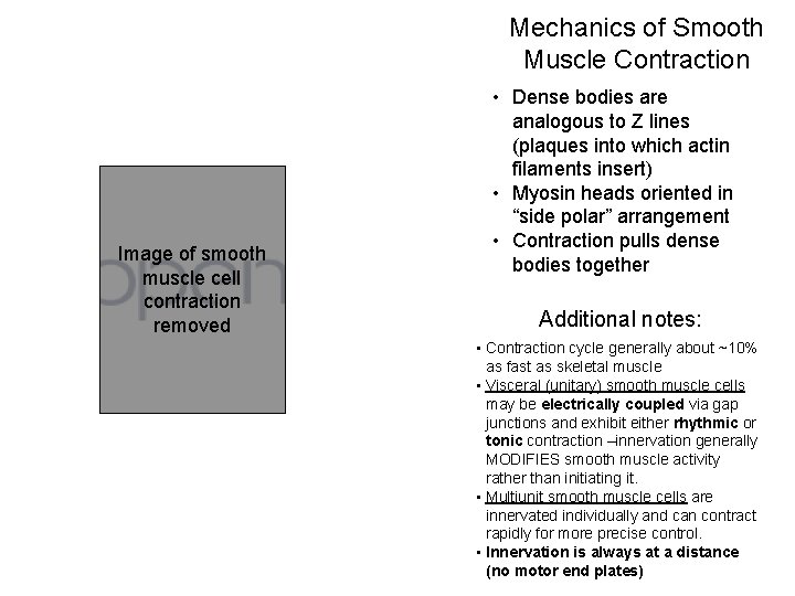 Mechanics of Smooth Muscle Contraction Image of smooth muscle cell contraction removed • Dense Mechanics of Smooth Muscle Contraction Image of smooth muscle cell contraction removed • Dense