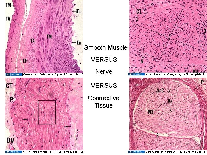 Smooth Muscle VERSUS Color Atlas of Histology. Figure 1 from plate 8. 2. Nerve