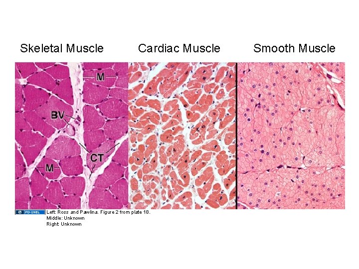 Skeletal Muscle Cardiac Muscle Left: Ross and Pawlina. Figure 2 from plate 18. Middle: