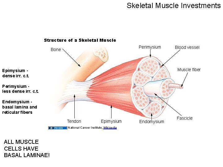 Skeletal Muscle Investments Epimysium dense irr. c. t. Perimysium less dense irr. c. t.