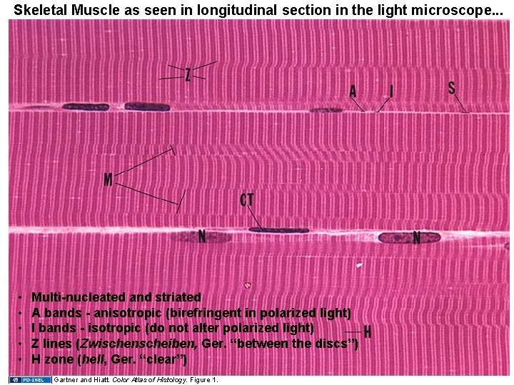 Skeletal Muscle as seen in longitudinal section in the light microscope. . . •