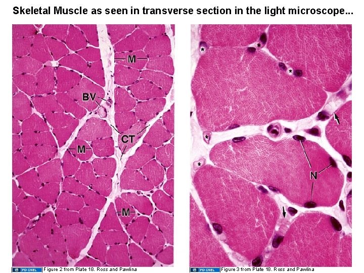 Skeletal Muscle as seen in transverse section in the light microscope. . . Figure