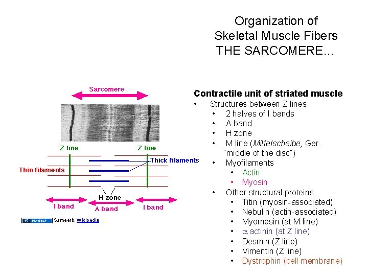 Organization of Skeletal Muscle Fibers THE SARCOMERE… Contractile unit of striated muscle • Sameerb,