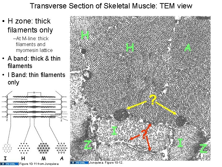 Transverse Section of Skeletal Muscle: TEM view • H zone: thick filaments only H