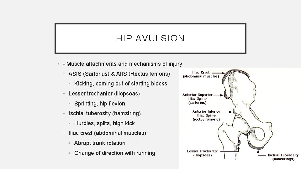 HIP AVULSION • - Muscle attachments and mechanisms of injury • ASIS (Sartorius) &