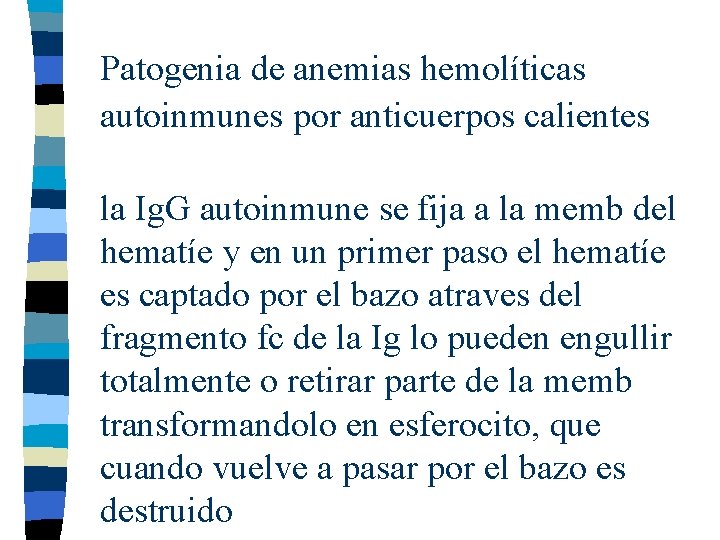 Patogenia de anemias hemolíticas autoinmunes por anticuerpos calientes la Ig. G autoinmune se fija Patogenia de anemias hemolíticas autoinmunes por anticuerpos calientes la Ig. G autoinmune se fija