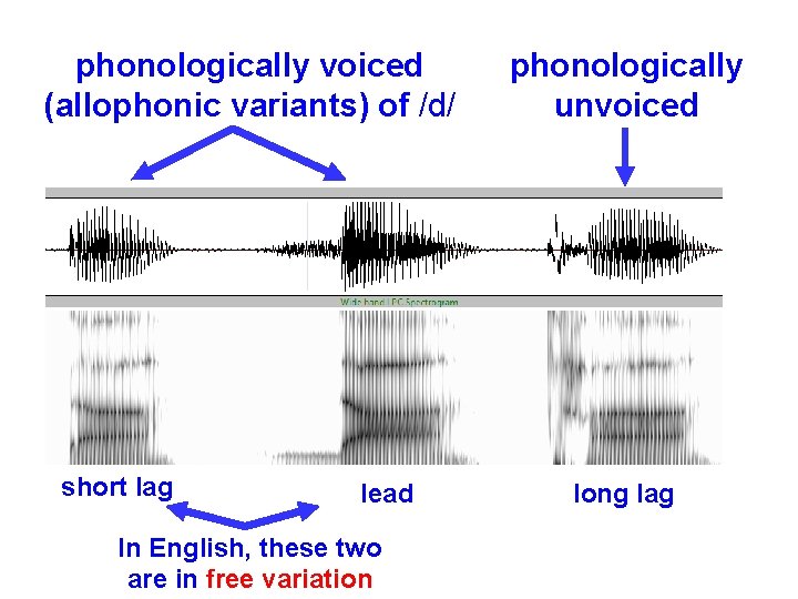 phonologically voiced (allophonic variants) of /d/ short lag lead In English, these two are