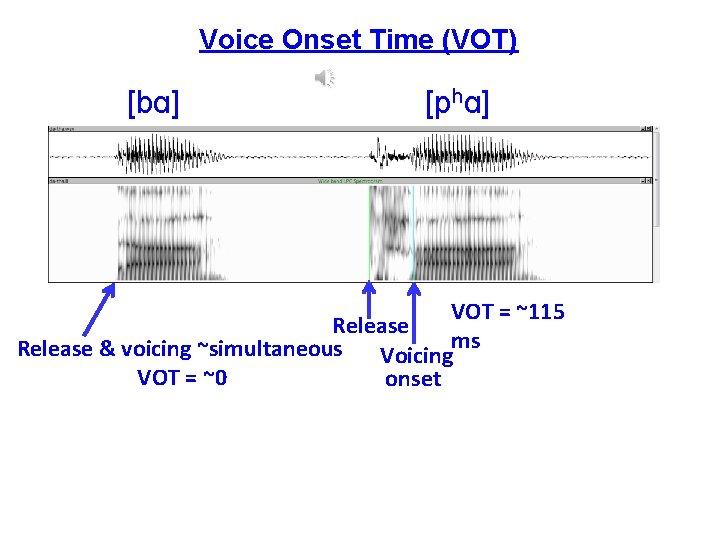 Voice Onset Time (VOT) [bɑ] [phɑ] VOT = ~115 Release & voicing ~simultaneous Voicingms