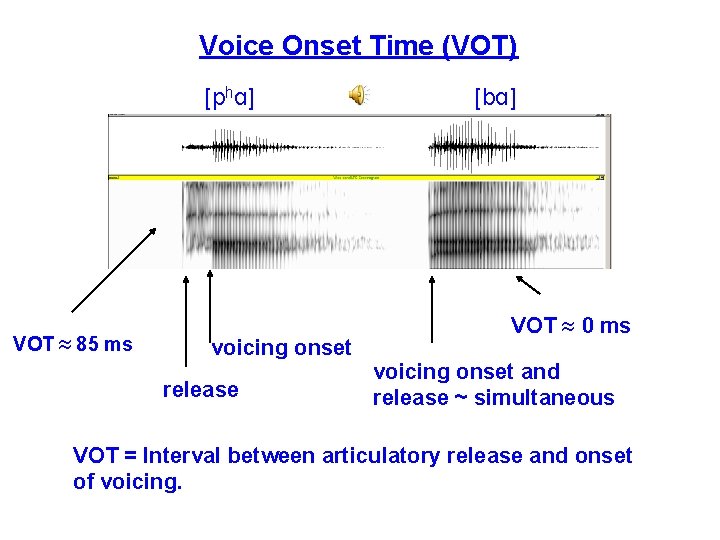 Voice Onset Time (VOT) [phɑ] VOT » 85 ms voicing onset release [bɑ] VOT