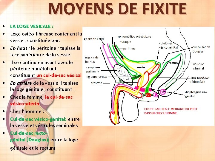 MOYENS DE FIXITE • LA LOGE VESICALE : • Loge ostéo-fibreuse contenant la vessie