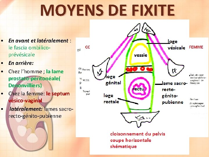 MOYENS DE FIXITE • En avant et latéralement : le fascia ombilicoprévésicale • En