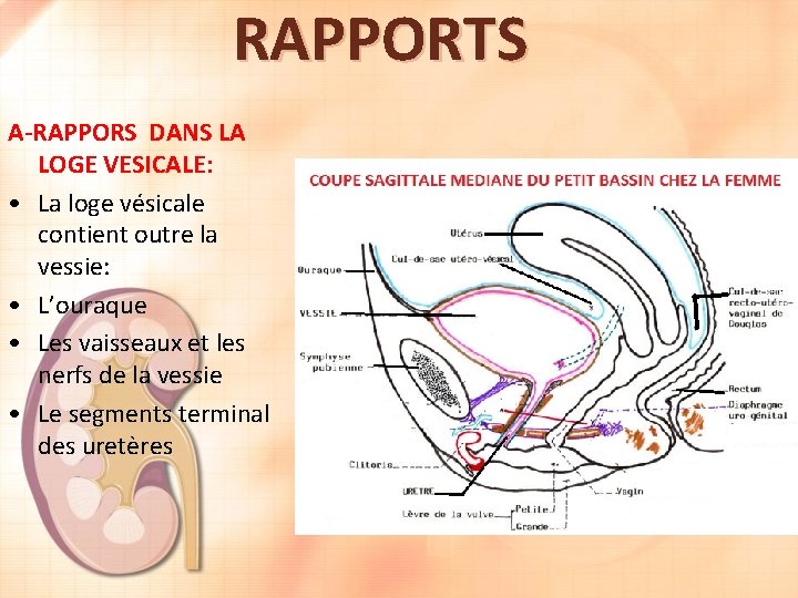 RAPPORTS A-RAPPORS DANS LA LOGE VESICALE: • La loge vésicale contient outre la vessie: