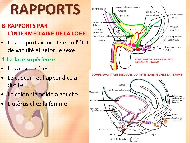 RAPPORTS B-RAPPORTS PAR L’INTERMEDIAIRE DE LA LOGE: • Les rapports varient selon l’état de