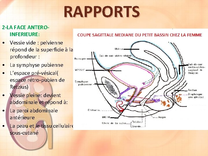 RAPPORTS 2 -LA FACE ANTEROINFERIEURE: • Vessie vide : pelvienne répond de la superficie