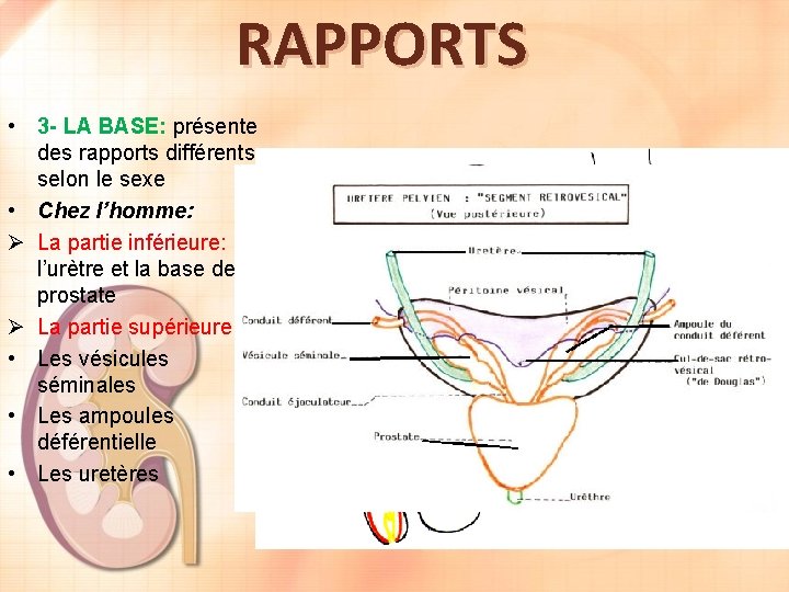 RAPPORTS • 3 - LA BASE: présente des rapports différents selon le sexe •