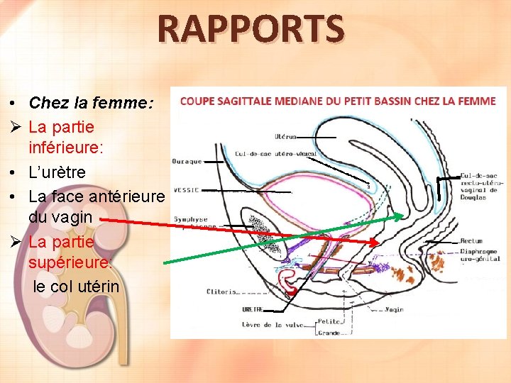 RAPPORTS • Chez la femme: Ø La partie inférieure: • L’urètre • La face