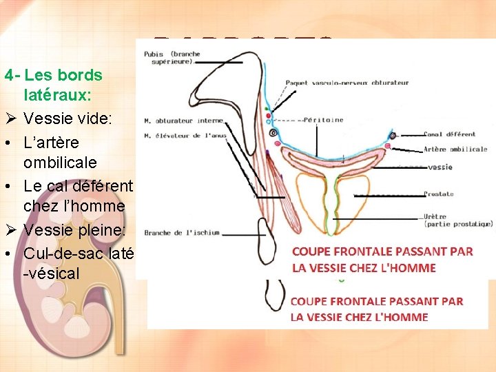 4 - Les bords latéraux: Ø Vessie vide: • L’artère ombilicale • Le cal