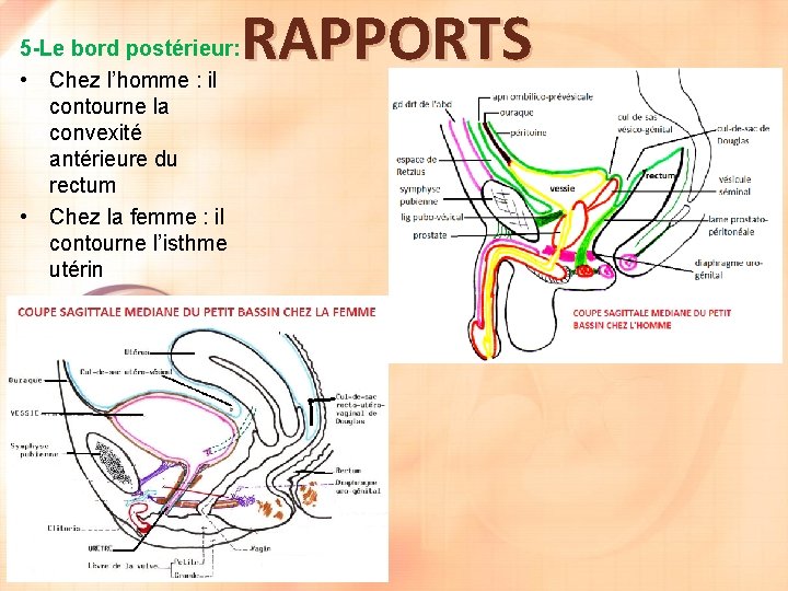 5 -Le bord postérieur: • Chez l’homme : il contourne la convexité antérieure du