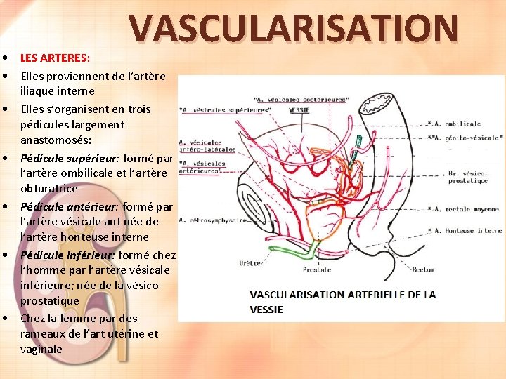 VASCULARISATION • LES ARTERES: • Elles proviennent de l’artère iliaque interne • Elles s’organisent