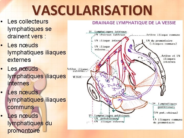 VASCULARISATION • Les collecteurs lymphatiques se drainent vers : • Les nœuds lymphatiques iliaques