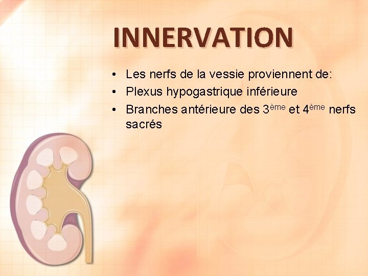 INNERVATION • Les nerfs de la vessie proviennent de: • Plexus hypogastrique inférieure •