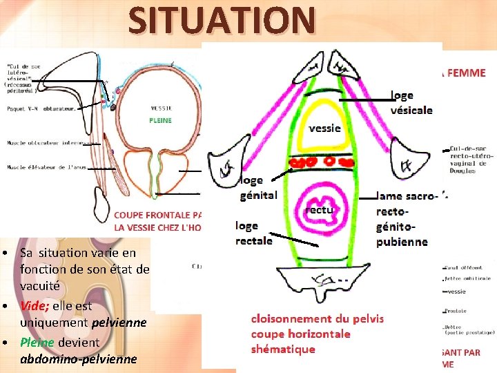 SITUATION • Située dans la loge vésicale: • En dessous du péritoine • Au