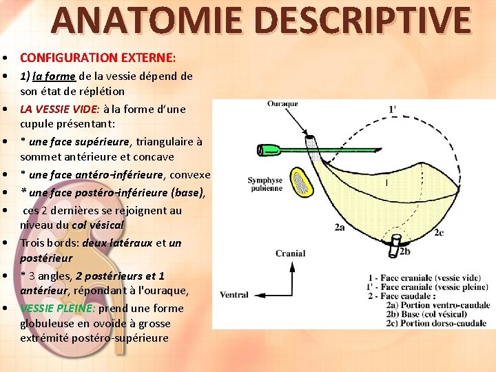 ANATOMIE DESCRIPTIVE • CONFIGURATION EXTERNE: • 1) la forme de la vessie dépend de