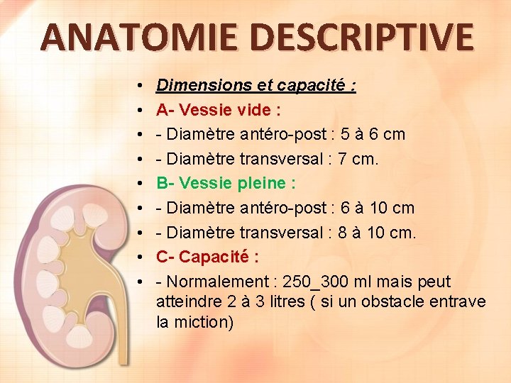 ANATOMIE DESCRIPTIVE • • • Dimensions et capacité : A- Vessie vide : -