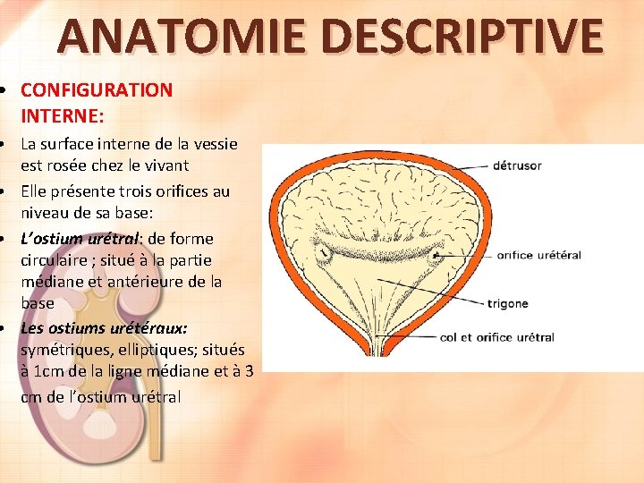 ANATOMIE DESCRIPTIVE • CONFIGURATION INTERNE: • La surface interne de la vessie est rosée