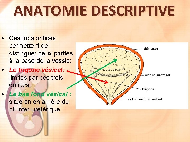 ANATOMIE DESCRIPTIVE • Ces trois orifices permettent de distinguer deux parties à la base