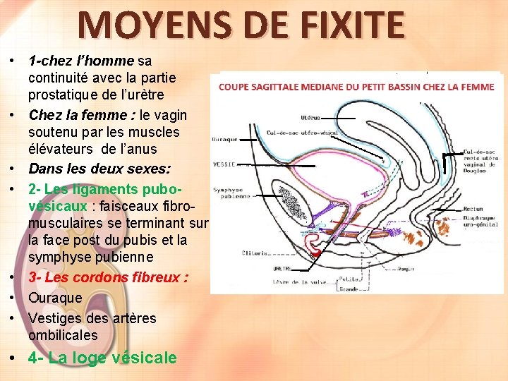 MOYENS DE FIXITE • 1 -chez l’homme sa continuité avec la partie prostatique de