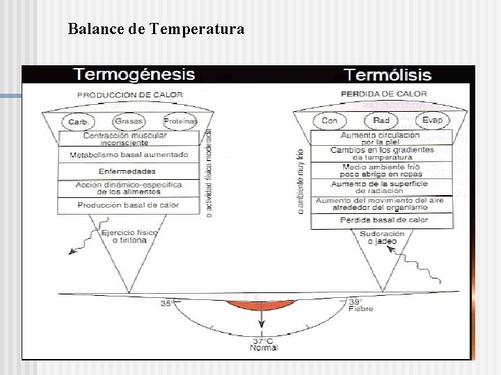 Balance de Temperatura 