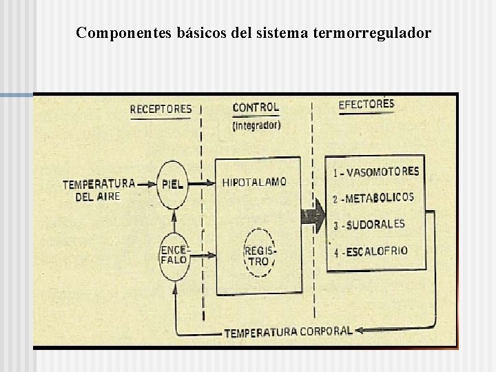 Componentes básicos del sistema termorregulador 