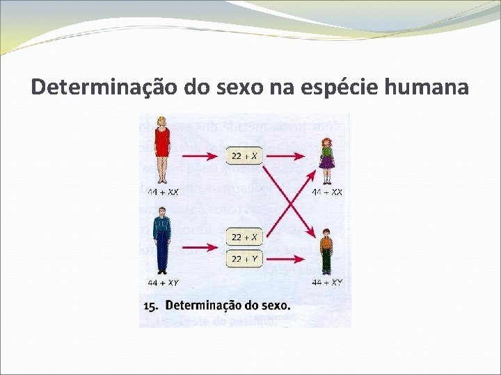 Determinação do sexo na espécie humana 