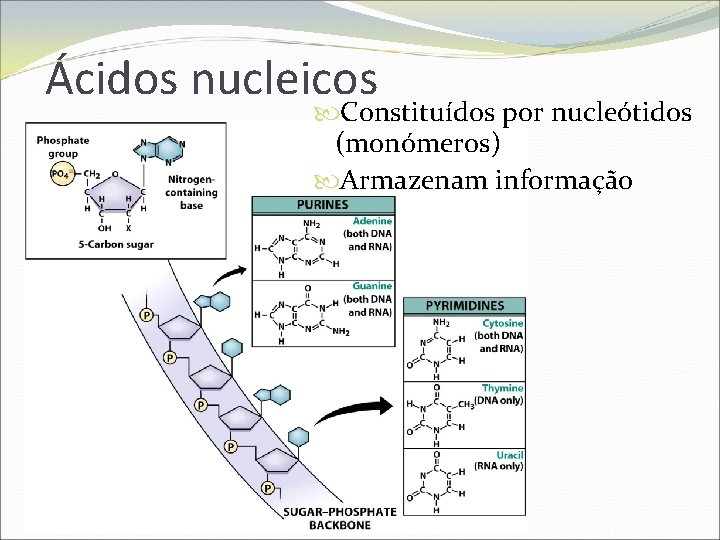 Ácidos nucleicos Constituídos por nucleótidos (monómeros) Armazenam informação 