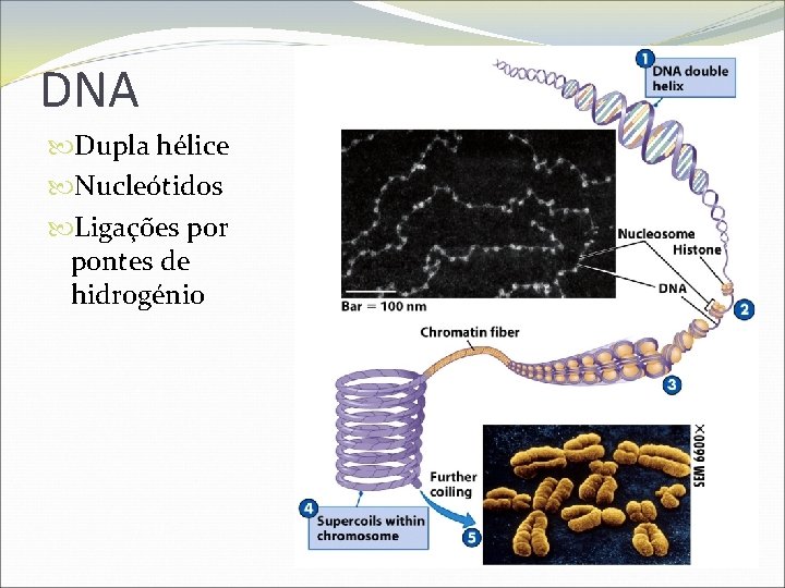 DNA Dupla hélice Nucleótidos Ligações por pontes de hidrogénio 